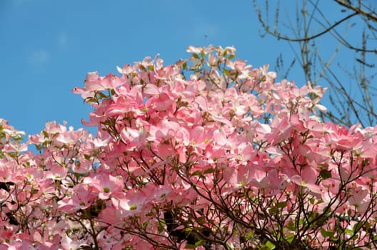 Flower branch dogwood rose pink flowers