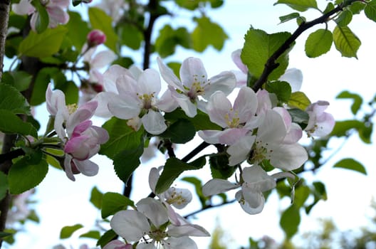Apple Blossom Flower Branch