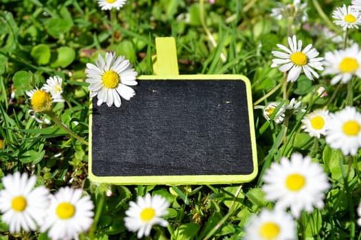Chalkboard Fresh Herbs Garden Flowers Vitamins