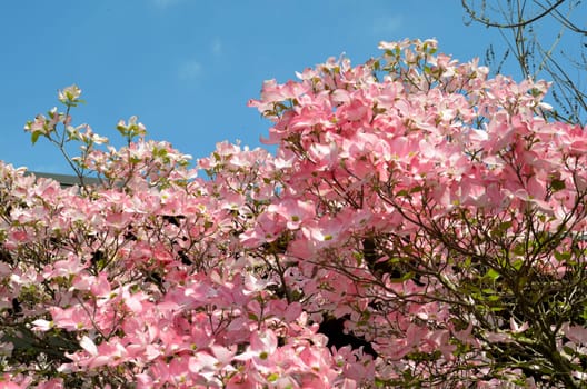 Flower branch dogwood rose pink flowers