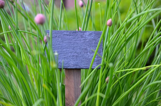 Chalkboard Fresh Herbs Garden Flowers Vitamins