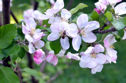 Apple Blossom Flower Branch