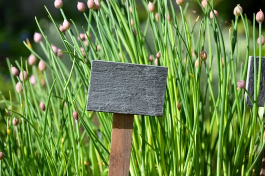 Chalkboard Fresh Herbs Garden Flowers Vitamins