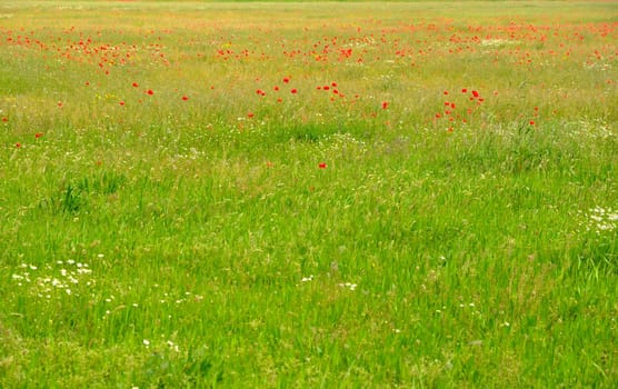 Spring Meadow Background Card