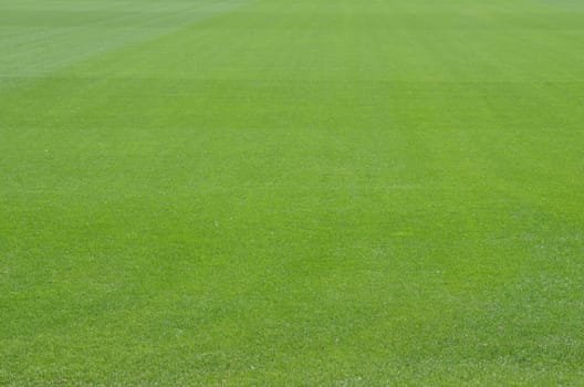 Football Lawn