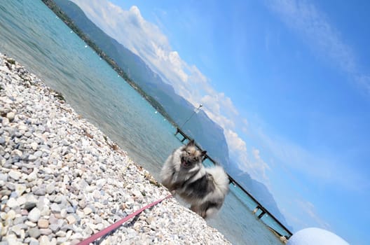 Dog Wolfspitz Water