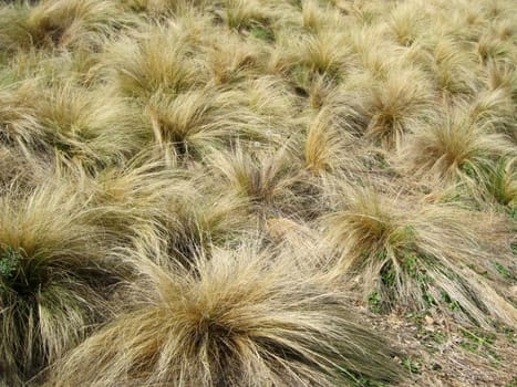 Background of grasses