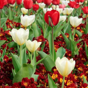 Background of plants