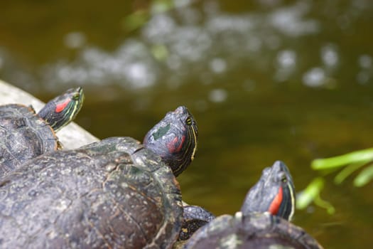 the tortoises are waiting on the waters edge