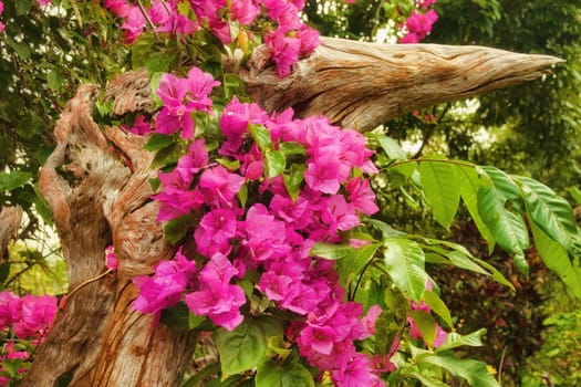 beautiful pink flowers in the morning sun