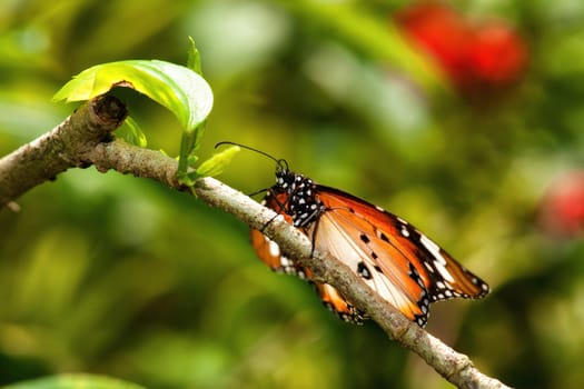 a beautiful butterfly insect  in the garden