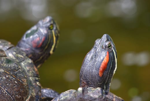 the tortoises are waiting on the waters edge