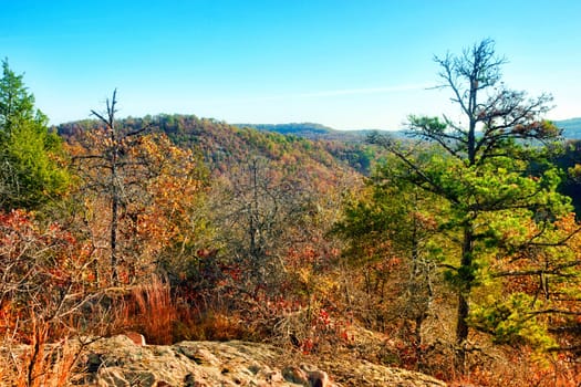 autumn or fall forest in missouri usa