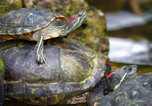 the tortoises are waiting on the waters edge