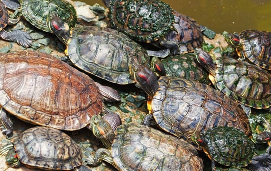 tortoises in the jade emporer pagoda in vietnam