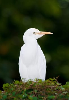 a white cattle egret bird stands on top of a bush