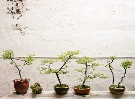 small bonsai trees in front of a wall