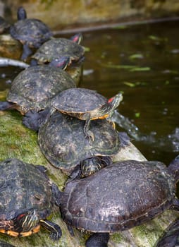 the tortoises are waiting on the waters edge