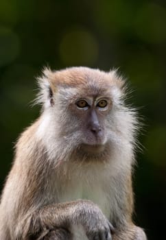 a small macaque monkey in penang malaysia