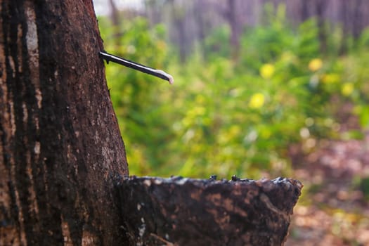 bowl collecting the sap from rubber trees