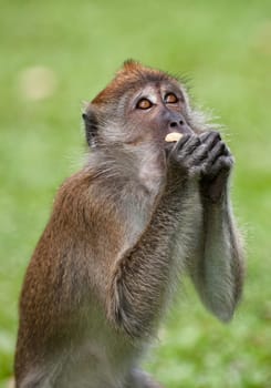 a small macaque monkey in penang malaysia