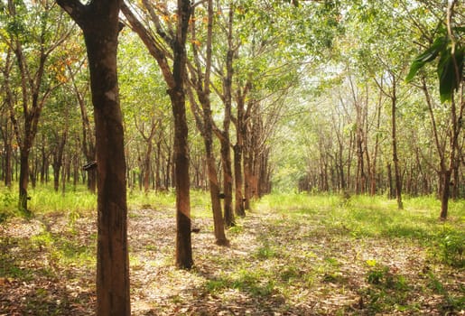 rubber tree plantation with collecting bowls in thailand