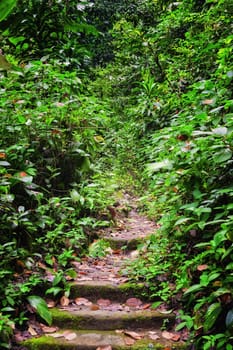 a path and steps lead through the forest