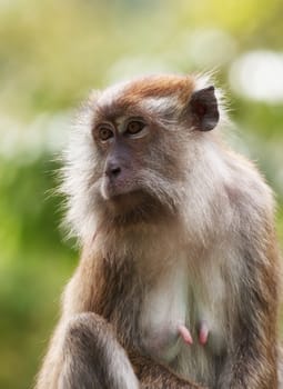 a small macaque monkey in penang malaysia