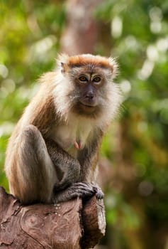 a small macaque monkey in penang malaysia