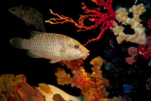 humphead maori wrasse cheilinus undulates fish swims by