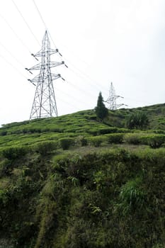 Electrical transmission towers seen behind green tea garden