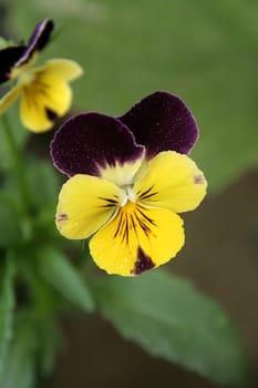 Yellow bloom with dark violet streaks and petals