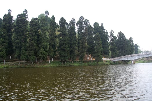 Expanse of lake water with lofty pine trees along the bank