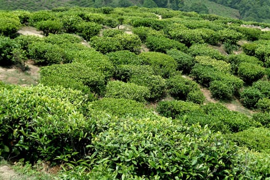 Plants of tea beverage leaves on slope of mountain