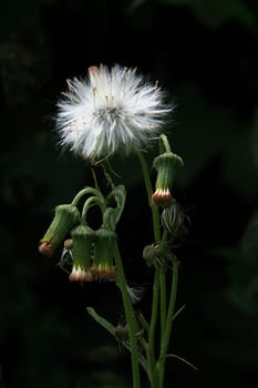 White and velvety flower which gets detached and floats in air carrying seed