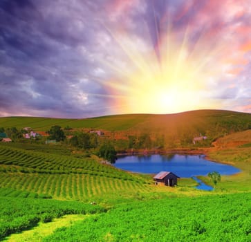 Tea plantation on central highland in Vietnam.