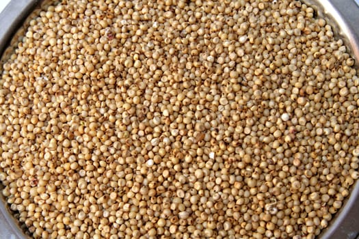 Small round yellowish white tropical cereal grass of the genus sorghum