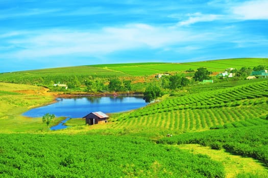 Tea plantation on central highland in Vietnam.