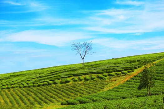 Tea plantation on central highland in Vietnam.