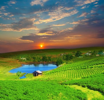 Tea plantation on central highland in Vietnam.