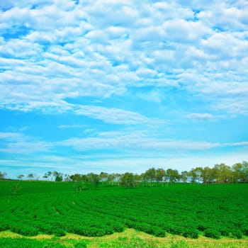 Tea plantation on central highland in Vietnam.