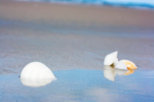 Seashells on the tropical beach. Focus on a front seashell.