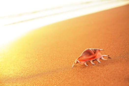 Seashell on the sandy beach at sunrise time