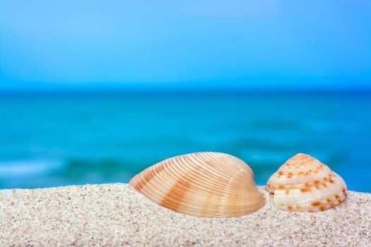 Seashells on the tropical beach.