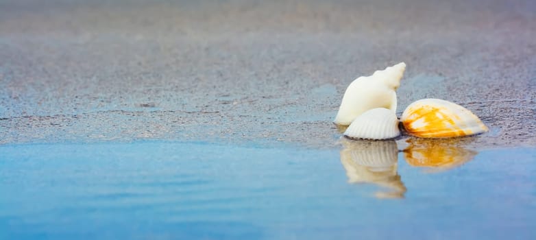 Reflection of seashells. Tropical background