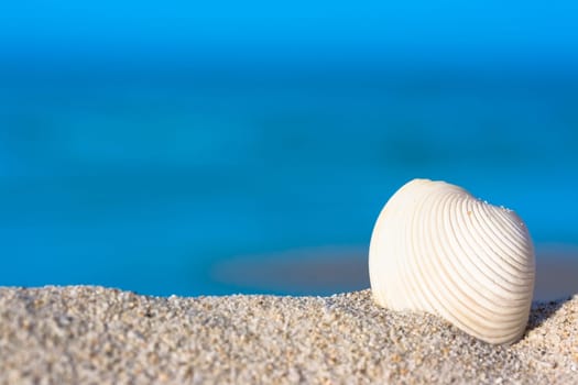 Shell on the tropical beach.