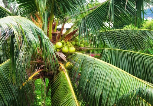 coconuts growing in this palm tree in thailand