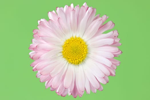 daisy flower isolated over a green background