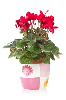 red cyclamen flower in  pot over a white background