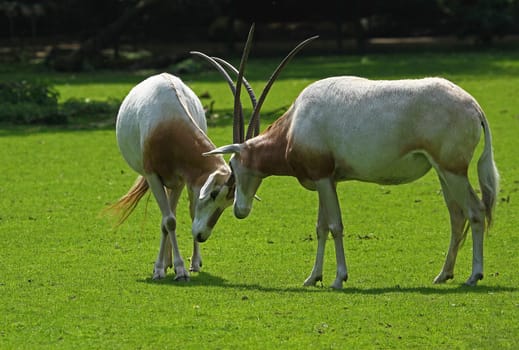 Sable antelopes